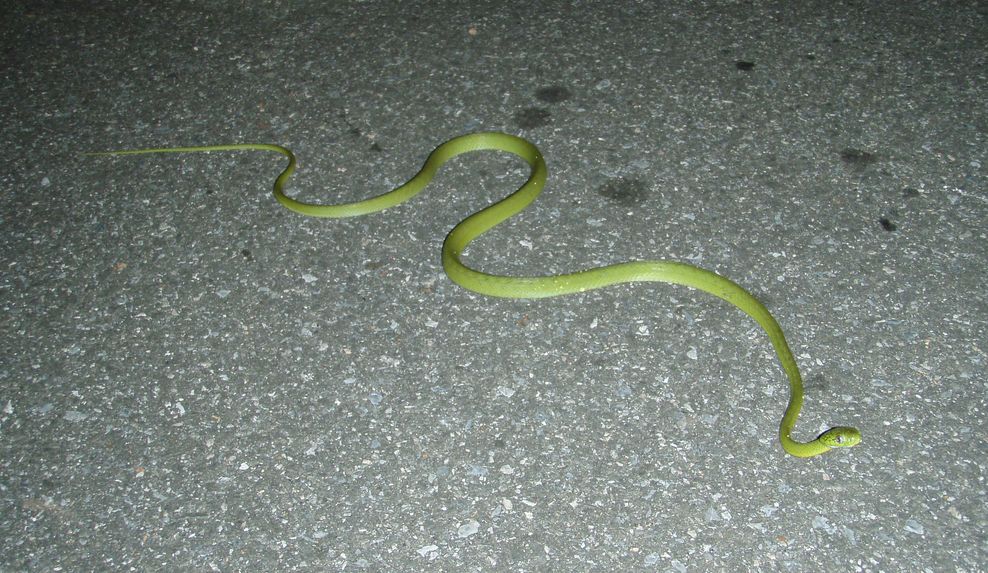 Boiga cyanea